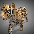 Realistic Leopard 3D Model with Spotted Fur Walking Side View in Gray Background 3d model