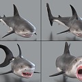 Sharks with Bound and Animated Great White Shark Sea Life 3d model