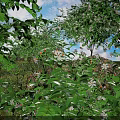 Lush Green Leaves And Small White Flowers In Outdoor Natural Garden Setting