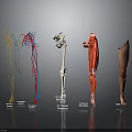 Anatomical View Of Human Leg With Nerves Blood Vessels Bone Muscles And Skin