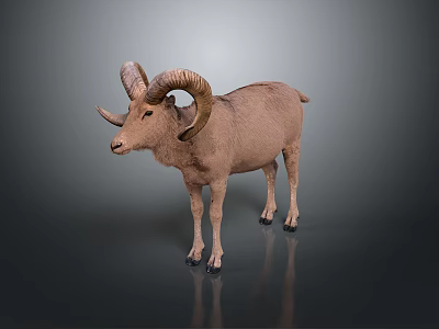 Brown Ram With Large Curved Horns Standing On Gray Background 3d model