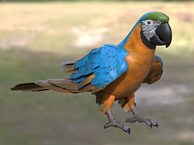 Vibrant Blue and Orange Parrot with Green Head Feathers and Black Beak in Natural Setting 3d model