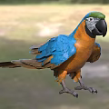 Vibrant Blue and Orange Parrot with Green Head Feathers and Black Beak in Natural Setting