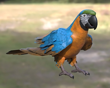 Yellow Blue Macaw Blue Yellow Macaw Glazed Macaw Animals Birds 3d model