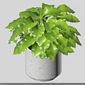 Lush Green Bonsai Potted Plant with Fresh Leaves in White Minimalist Pot