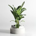 Indoor Potted Plants With Various Green Leaves In White Ceramic Pots