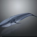 Realistic 3D Rendered Blue Whale with Sleek Body on Dark Background and Reflection