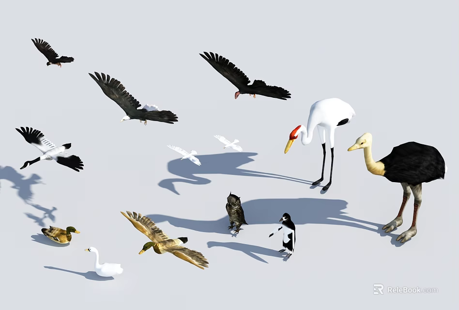 Flying Animals Collection Featuring Cranes Swans Ducks Eagles And More On White Background 3d model 