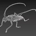 Black Longhorn Beetle With Long Antennae Detailed Close Up View On Gray Background