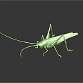 Green Grasshopper with Long Antennae and Slender Legs on Dark Background Showing Reflection