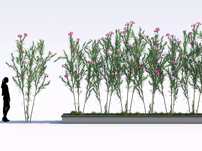 Tall Shrubs With Pink Flowers And Green Leaves In Gray Planter Near Silhouette Of A Person 3d model