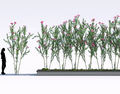 Tall Shrubs With Pink Flowers And Green Leaves In Gray Planter Near Silhouette Of A Person 3d model