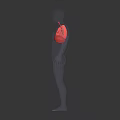 3D Transparent Human Body Model Back View Showing Red Lung Structure In Thoracic Cavity