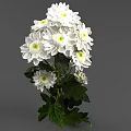 White Chrysanthemums Bouquet With Fresh Green Leaves And Lush Floral Arrangement