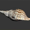 Aquatic Animal Conch Shell With Spiral Shape And Brown White Patterns On Dark Background 3d model