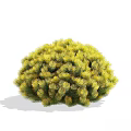 Various Green And Yellow Rounded Bushy Shrubs With Dense Leafy Foliage