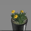 Vibrant Potted Plant With Yellow Flowers Green Leaves And White Pebbles In Black Pot