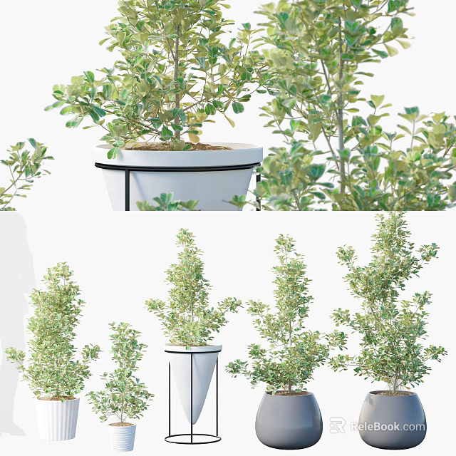 Various Bonsai Potted Plants With Green Leafy Foliage In Stylish Decorative Pots 3d model 