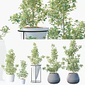 Various Bonsai Potted Plants With Green Leafy Foliage In Stylish Decorative Pots