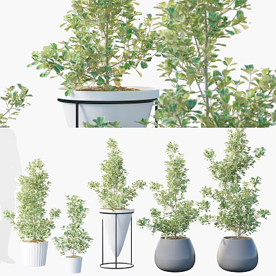 Various Bonsai Potted Plants With Green Leafy Foliage In Stylish Decorative Pots 3d model
