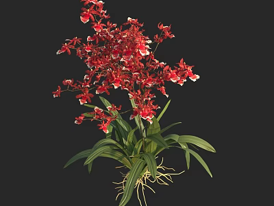 Red Orchid Plant With Vibrant Red Flowers Green Leaves And Visible Roots 3d model