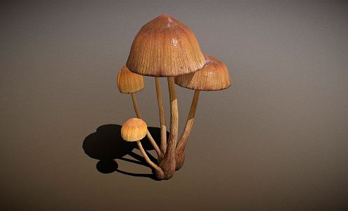 Modern Mushrooms 3d model