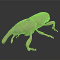 Brown Beetle With Long Snout Detailed Body Close Up View On Dark Background