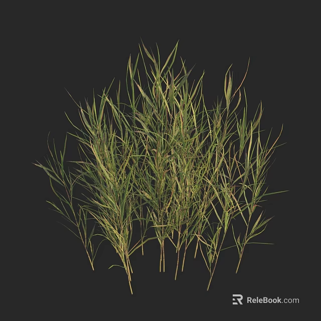 Fresh Green Grass With Slender Leaves Naturally Growing In Black Background 3d model