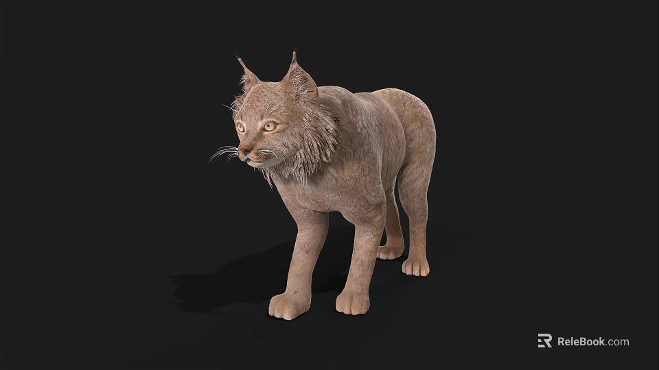 Realistic 3D Brown Lynx Rendering With Tufted Ears and Whiskers on Black Background 3d model 