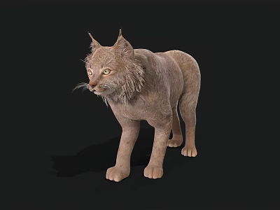 Realistic 3D Brown Lynx Rendering With Tufted Ears and Whiskers on Black Background 3d model