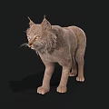 Realistic 3D Brown Lynx Rendering With Tufted Ears and Whiskers on Black Background