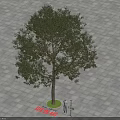 Camphor Tree As Arbor Growing On Paved Ground With Green Base And Person