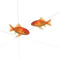 Two Small Orange Goldfish Swimming Gracefully in Aquarium Against White Background