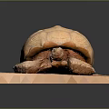 Turtle Cartoon Turtle Snapping Turtle Chickbill Turtle Reptile Cold Blooded Animal Reptile Class 3d model