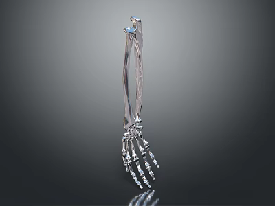 Skeletal Hand 3D Rendered Metallic Structure with Fingers Wrist and Arm Bones Detailed Anatomical Design 3d model