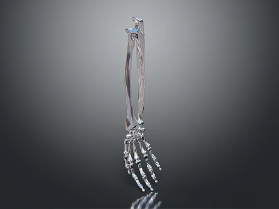 Skeletal Hand 3D Rendered Metallic Structure with Fingers Wrist and Arm Bones Detailed Anatomical Design 3d model