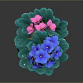 Potted Plant With Blue Purple And Pink Flowers Green Leaves In Striped Green Beige Pot