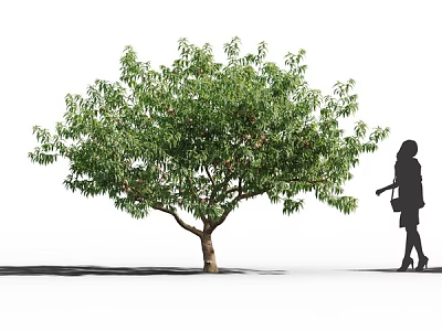 Tall Arbor With Lush Green Foliage And Brown Trunk Beside Woman Silhouette 3d model