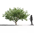 Tall Arbor With Lush Green Foliage And Brown Trunk Beside Woman Silhouette