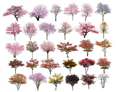 Modern Cherry Tree Color Leaf Tree Red Maple Jacaranda Peach Tree Color Leaf Tree Purple Leaf Plum Street Tree Landscape Tree Ornamental Tree 3d model