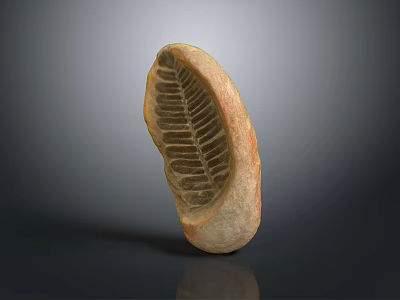 Fossil Shaped Decorative Home Ornament With Detailed Leaf Texture And Natural Brown Color 3d model