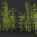 Tall Lush Green Bamboo Plants With Slender Stalks And Fresh Leaves