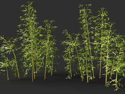 Tall Lush Green Bamboo Plants With Slender Stalks And Fresh Leaves 3d model