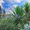 Lush Garden Shrubs Featuring Lavender Blooms And Green Foliage Under Cloudy Sky