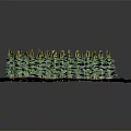 Bright Yellow Sunflowers With Green Stems And Leaves Growing In Brown Soil