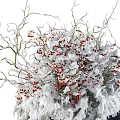 Snow Covered Bonsai Potted Plants With Red Berries In Black Ceramic Pots