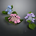 Beautiful Hydrangea Flowers with Blue Pink and Purple Blooms Green Leaves on Dark Background