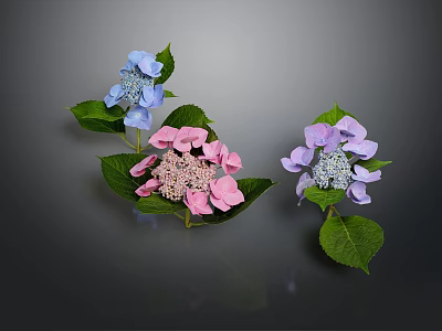 Beautiful Hydrangea Flowers with Blue Pink and Purple Blooms Green Leaves on Dark Background 3d model