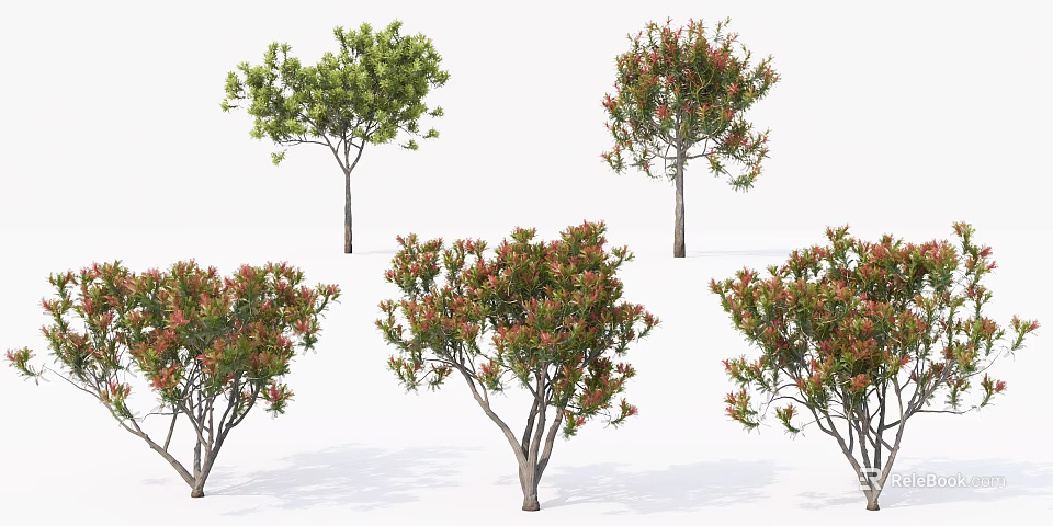 Various Ornamental Trees With Green And Red Foliage For Garden Landscaping 3d model 