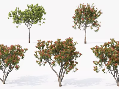 Various Ornamental Trees With Green And Red Foliage For Garden Landscaping 3d model